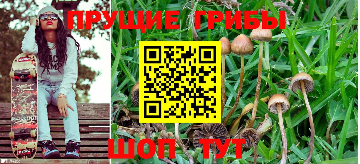 Галлюциногенные грибы Cubensis Родники